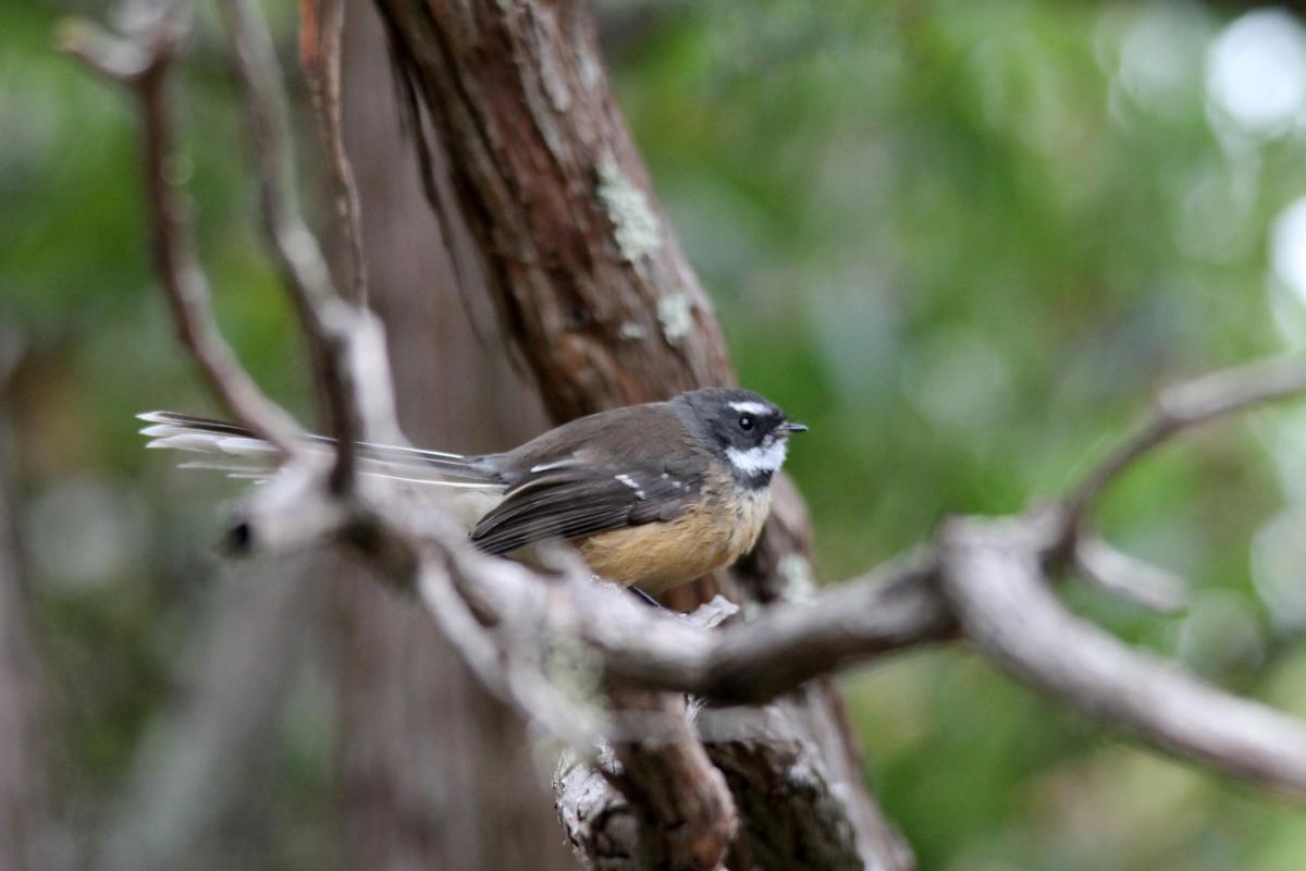 New Zealand Fantail (Rhipidura fuliginosa)